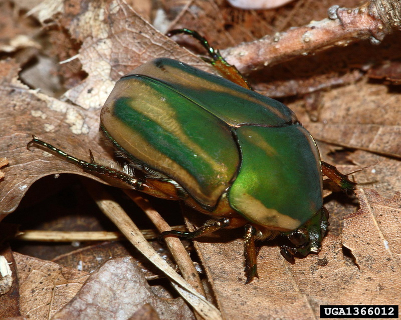 Green June Beetle (Cotinis nitidus) {!--초록풍이(미국)-->; DISPLAY FULL IMAGE.
