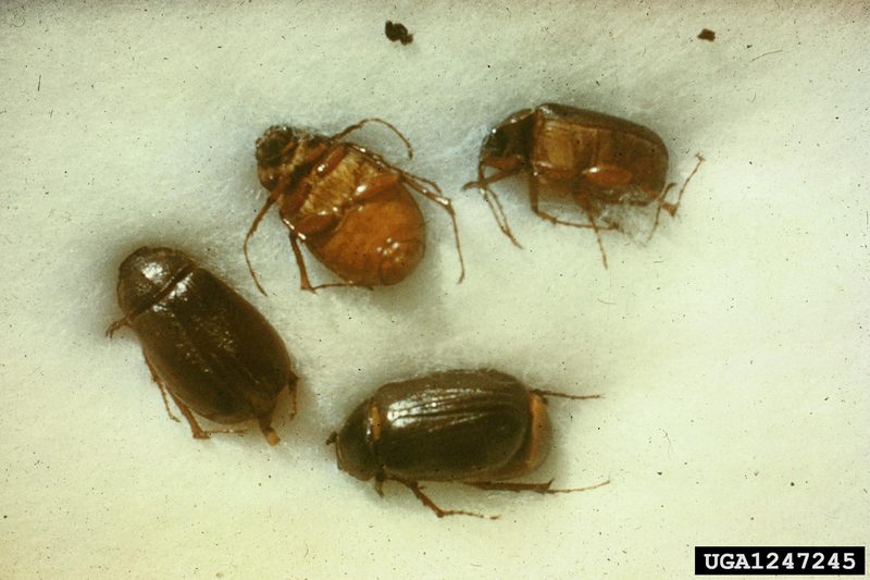 June Beetle (Phyllophaga sp.) {!--풍뎅이류(미국)-->; DISPLAY FULL IMAGE.