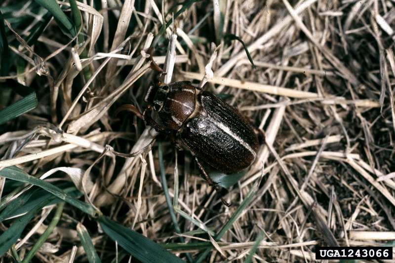 June Beetle (Polyphylla hammondi) {!--하몬드수염풍뎅이(미국)-->; DISPLAY FULL IMAGE.