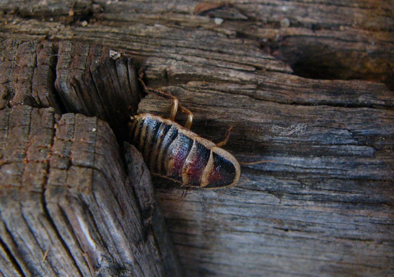 cockroach 1; DISPLAY FULL IMAGE.