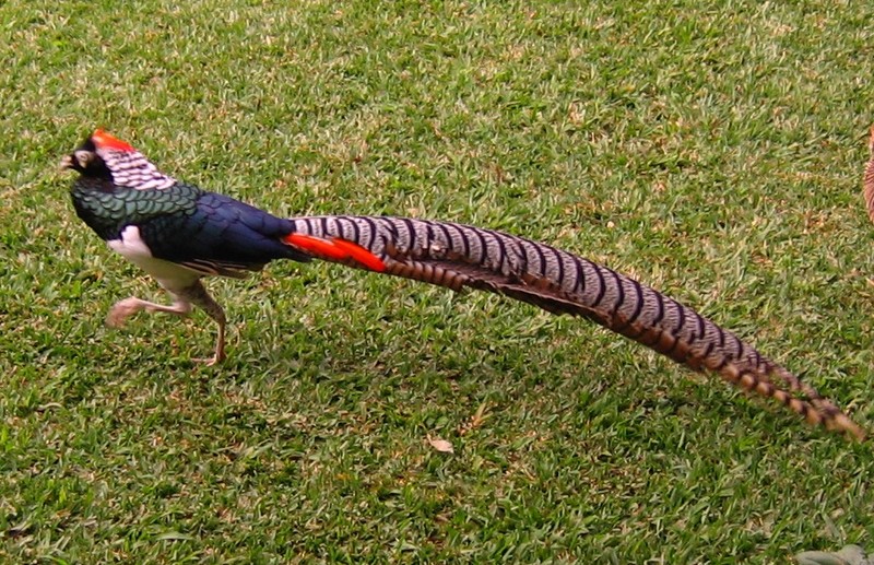My lady Amherst Pheasant ( male ) - Lady Amherst's pheasant (Chrysolophus amherstiae); DISPLAY FULL IMAGE.
