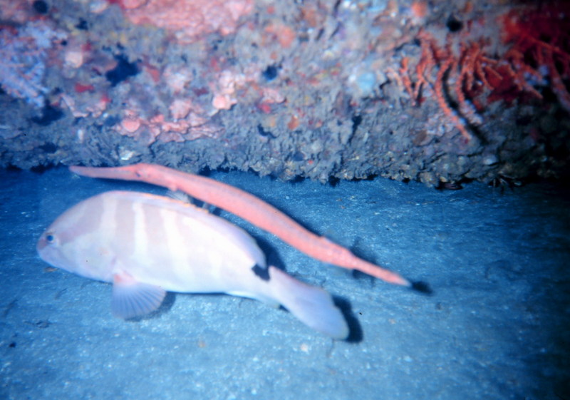 Caribbean Trumpetfish (Aulostomus maculatus) {!--카리브주벅대치-->; DISPLAY FULL IMAGE.