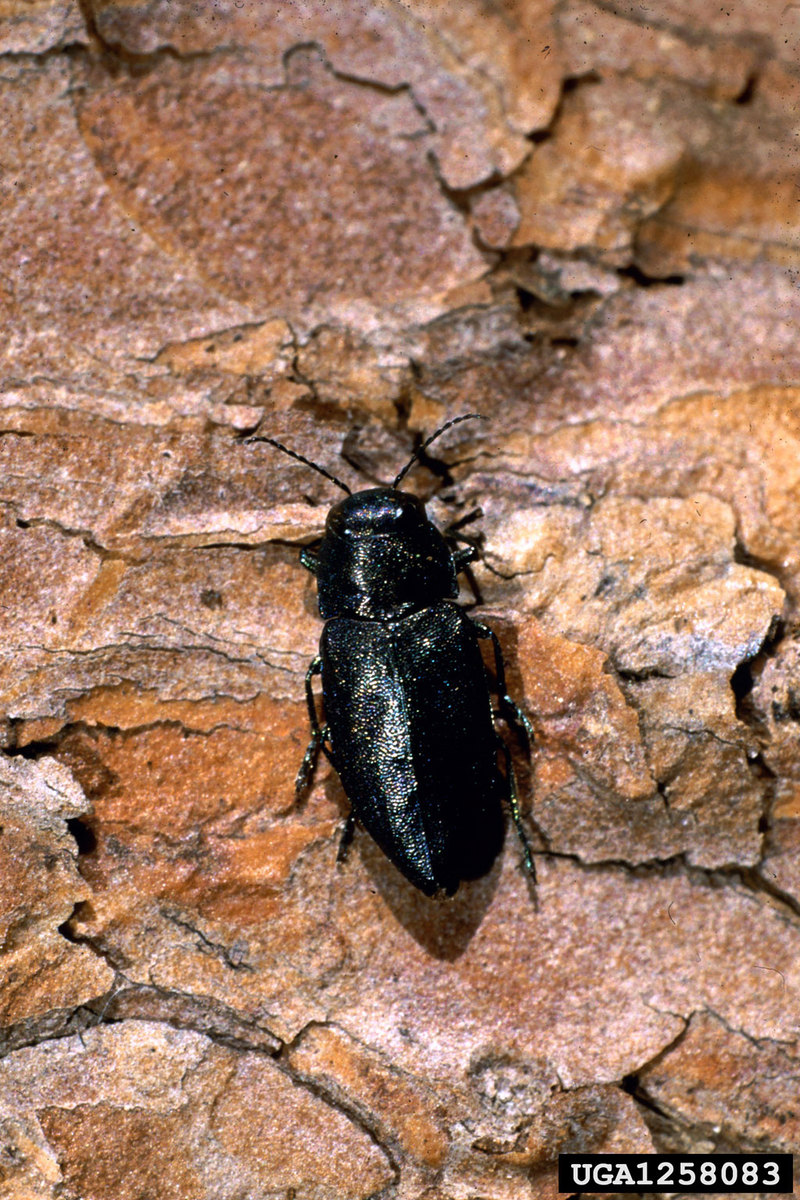 Steelblue Jewel Beetle (Phaenops cyanea) {!--비단벌레과(헝가리)-->; DISPLAY FULL IMAGE.