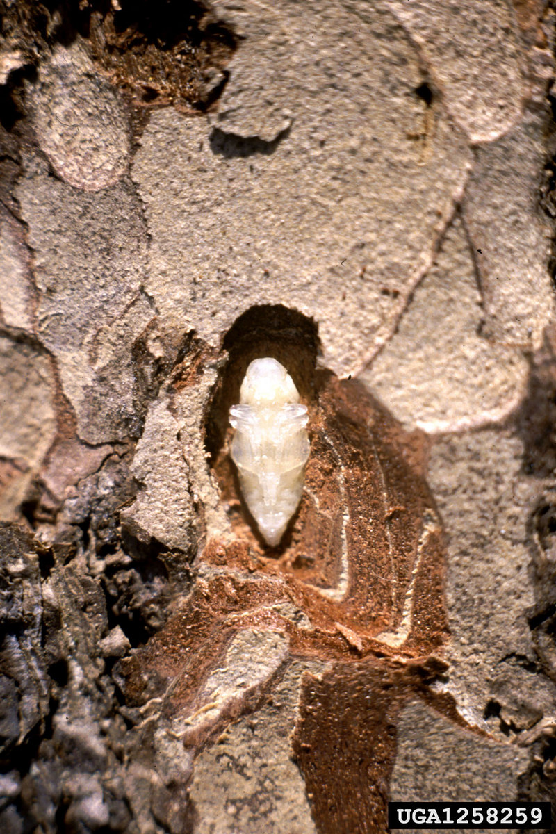 Steelblue Jewel Beetle pupa (Phaenops cyanea) {!--비단벌레과 번데기(헝가리)-->; DISPLAY FULL IMAGE.