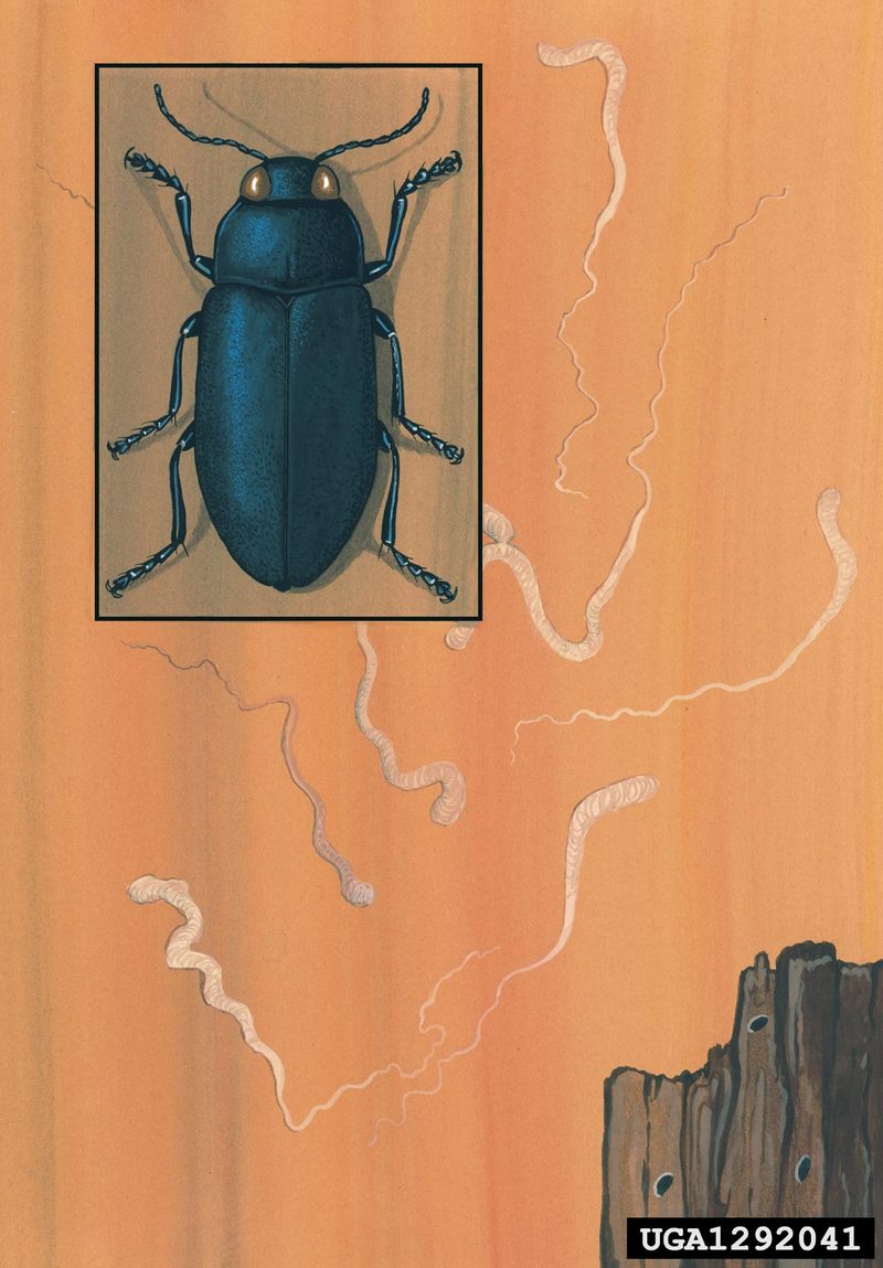 Steelblue Jewel Beetle artwork (Phaenops cyanea) {!--비단벌레과(유럽)-->; DISPLAY FULL IMAGE.