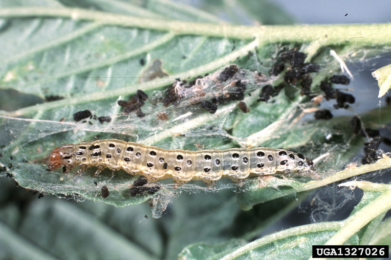 Garden Webworm (Achyra rantalis) {!--포충나방과-->; DISPLAY FULL IMAGE.
