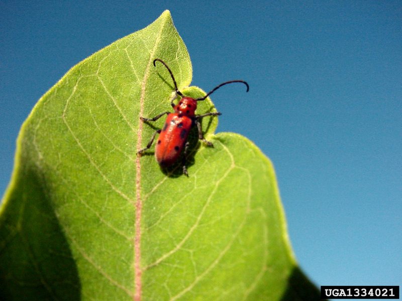 Red Milkweed Beetle (Tetraopes tetraopthalmus) {!--네눈붉은하늘소(미국)-->; DISPLAY FULL IMAGE.