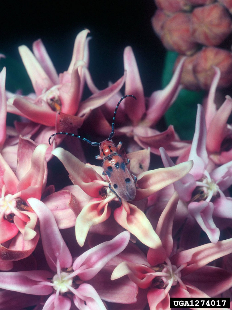 Red Milkweed Beetle (Tetraopes tetrophthalmus) {!--네눈붉은하늘소(미국)-->; DISPLAY FULL IMAGE.