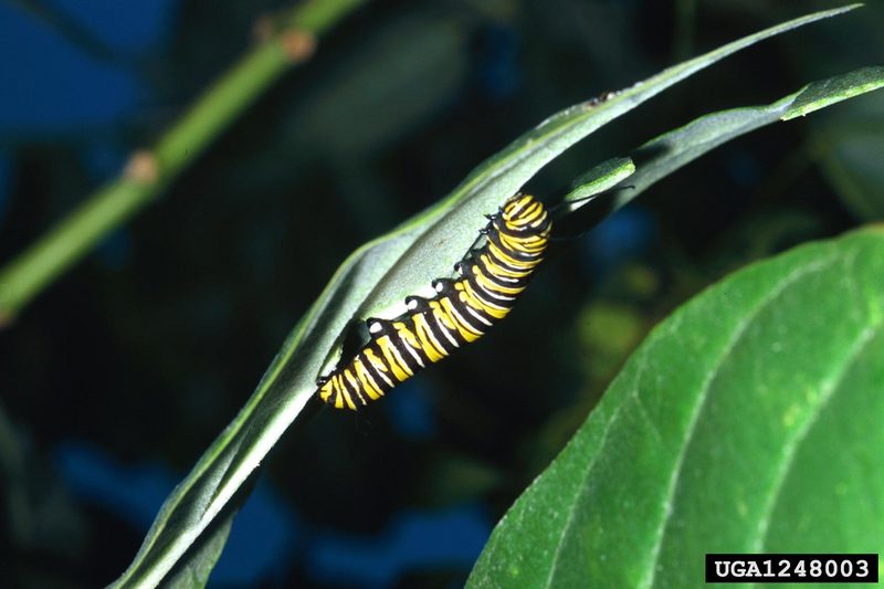 Monarch Butterfly caterpillar (Danaus plexippus) {!--군주나비 애벌레-->; DISPLAY FULL IMAGE.