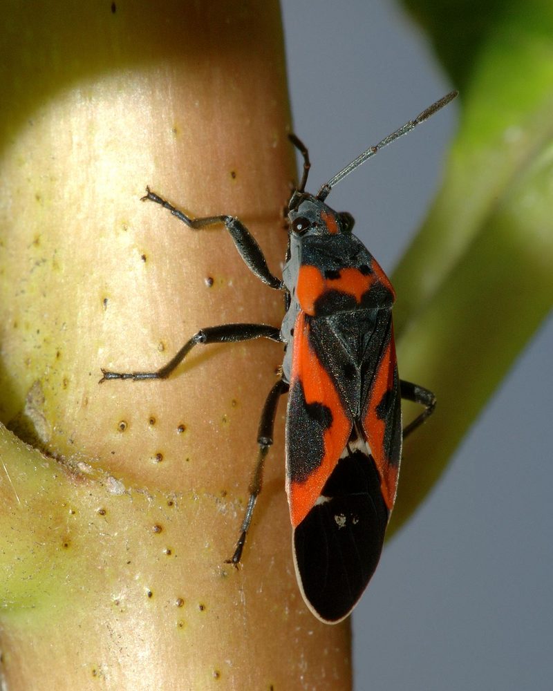 Small Milkweed Bug (Lygaeus kalmii) {!--긴노린재과-->; DISPLAY FULL IMAGE.