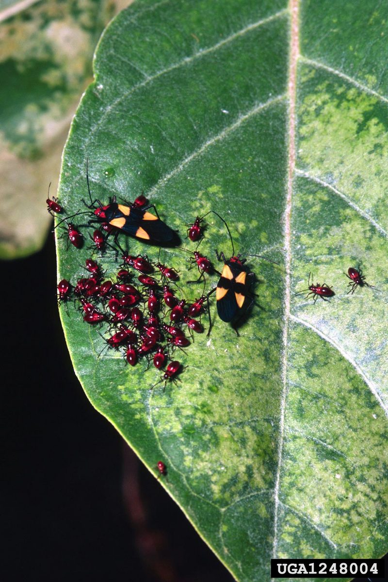 Milkweed Bug (Oncopeltus sp.) {!--긴노린재과-->; DISPLAY FULL IMAGE.