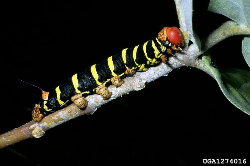 Frangipani Hawkmoth caterpillar (Pseudosphinx tetrio) {!--박각시나방류 애벌레-->; DISPLAY FULL IMAGE.