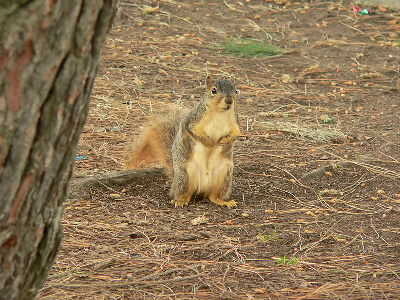 Fox Squirrel; DISPLAY FULL IMAGE.