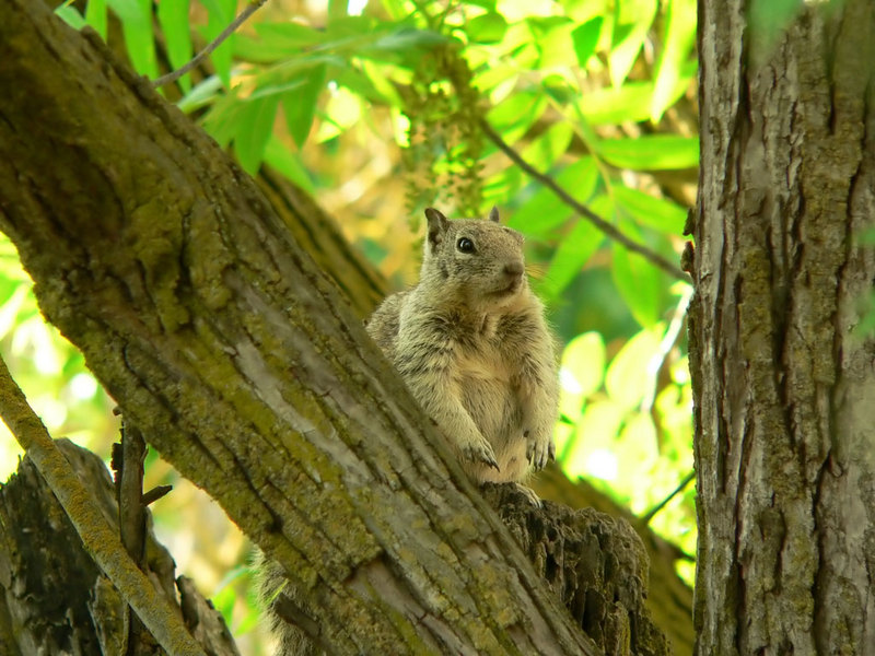 California Ground Squirrel; DISPLAY FULL IMAGE.