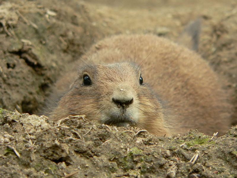 Black-tailed Prairie Dog; DISPLAY FULL IMAGE.