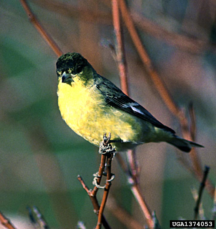 Lesser Goldfinch (Carduelis psaltria) {!--쇠금방울새-->; Image ONLY