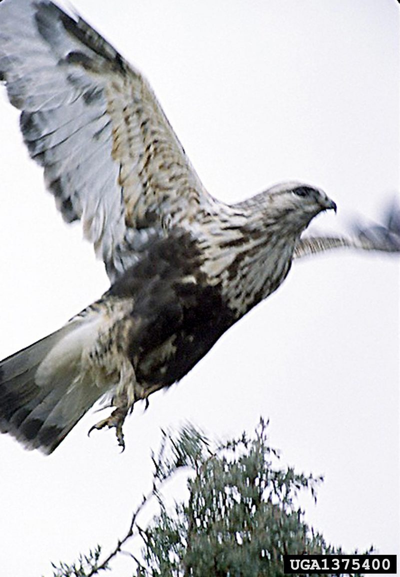 Rough-legged Hawk (Buteo lagopus) {!--털발말똥가리-->; DISPLAY FULL IMAGE.
