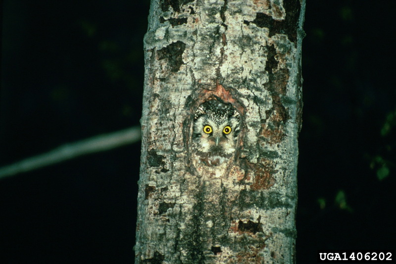 Boreal Owl (Aegolius funereus) {!--북방올빼미-->; DISPLAY FULL IMAGE.