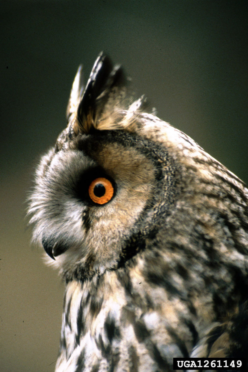 Long-eared Owl (Asio otus) {!--칡부엉이-->; DISPLAY FULL IMAGE.