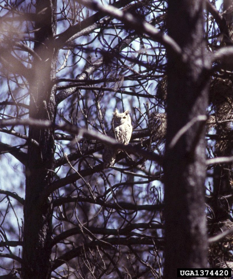 Great Horned Owl (Bubo virginianus) {!--큰뿔부엉이-->; DISPLAY FULL IMAGE.