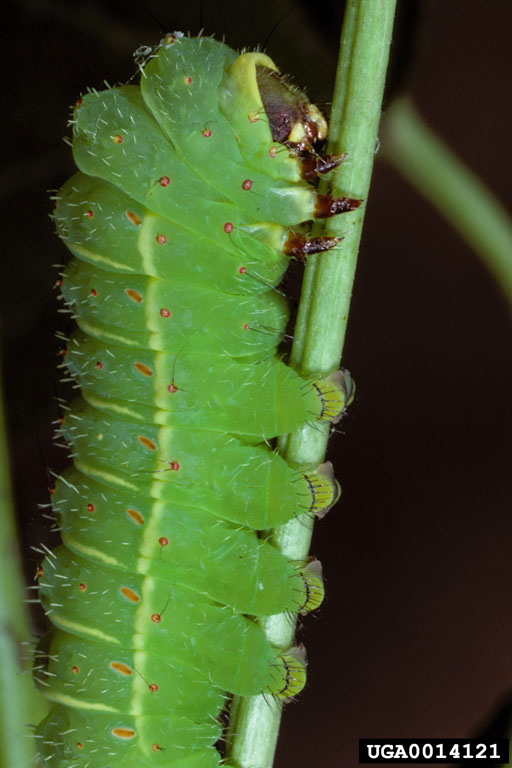 lunar moth larvae