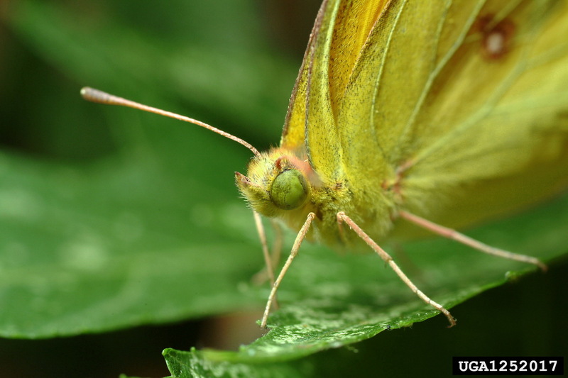 Clouded Sulphur (Colias philodice) {!--미국노랑나비류-->; DISPLAY FULL IMAGE.