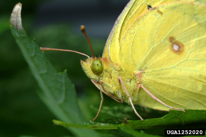 Clouded Sulphur (Colias philodice) {!--미국노랑나비류-->; DISPLAY FULL IMAGE.
