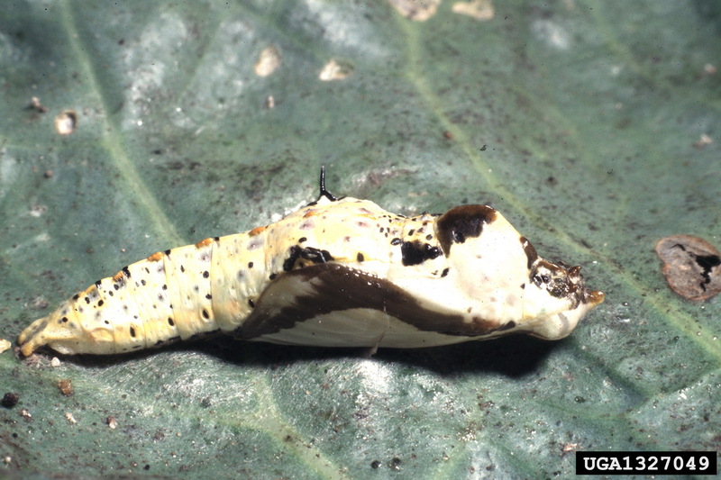 Pieridae pupa {!--흰나비류의 번데기-->; DISPLAY FULL IMAGE.