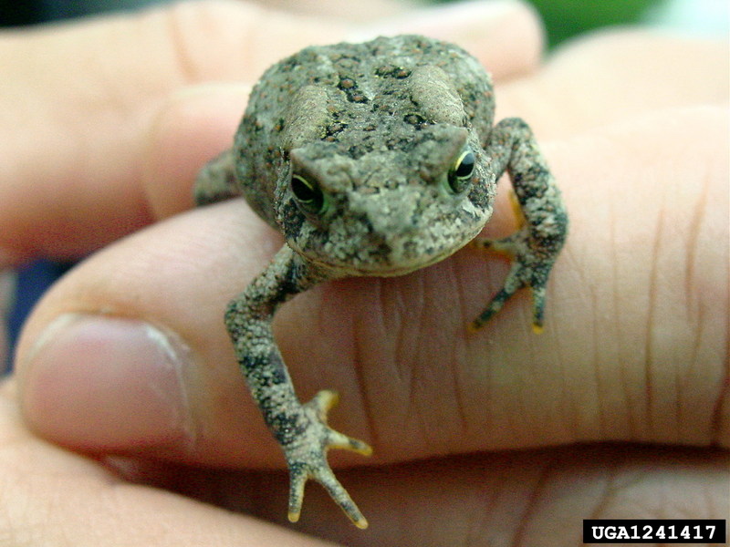 American Toad (Bufo americanus) {!--아메리카두꺼비-->; DISPLAY FULL IMAGE.