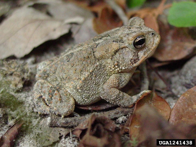 Fowler's Toad (Bufo fowleri) {!--플라워두꺼비-->; DISPLAY FULL IMAGE.