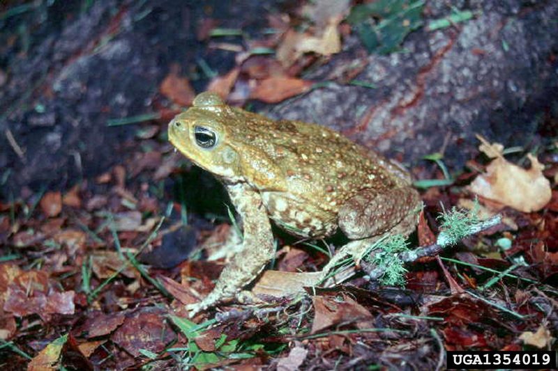 Cane Toad (Bufo marinus) {!--파나마왕두꺼비(수수두꺼비)-->; DISPLAY FULL IMAGE.