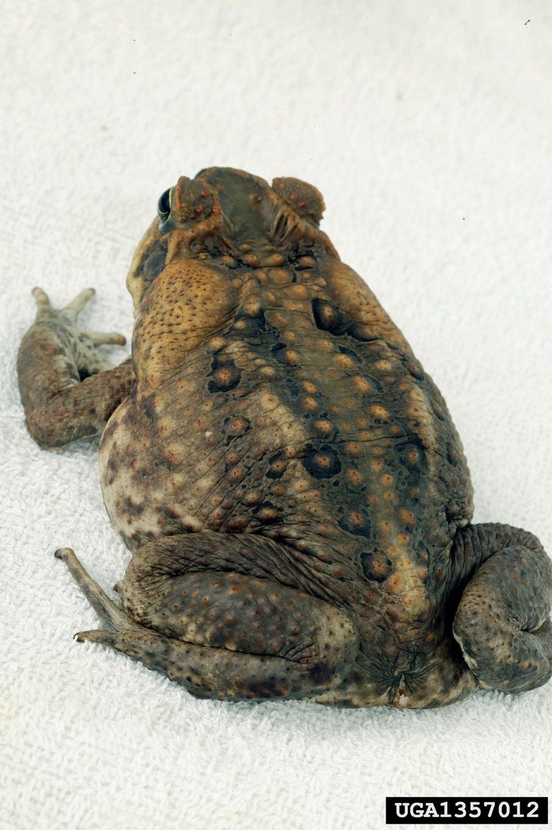 Cane Toad (Bufo marinus) {!--파나마왕두꺼비(수수두꺼비)-->; DISPLAY FULL IMAGE.