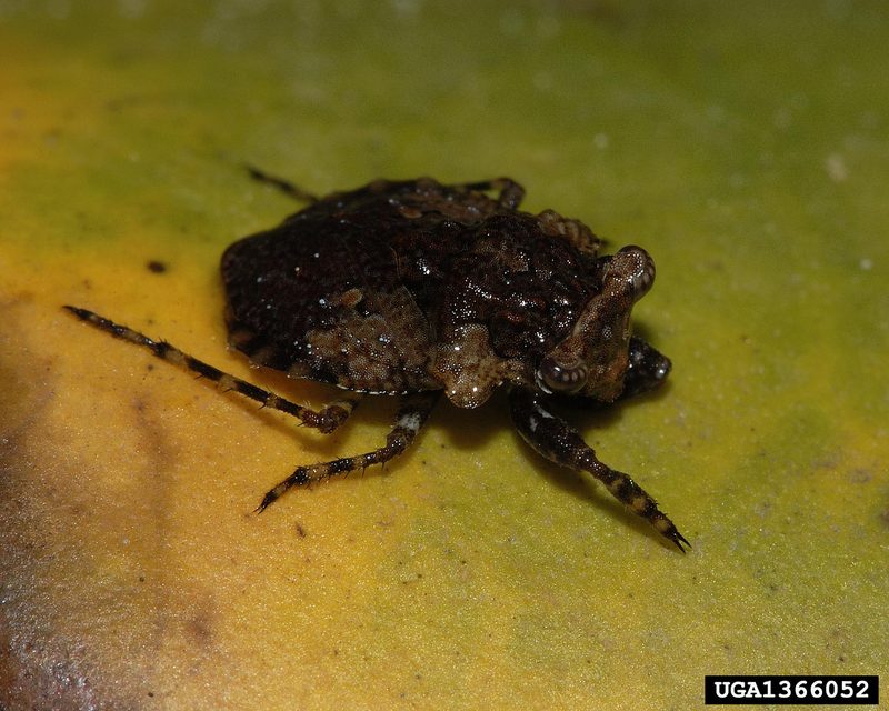 Big-eyed Toad Bug (Gelastocoris oculatus) {!--두꺼비노린재-->; DISPLAY FULL IMAGE.