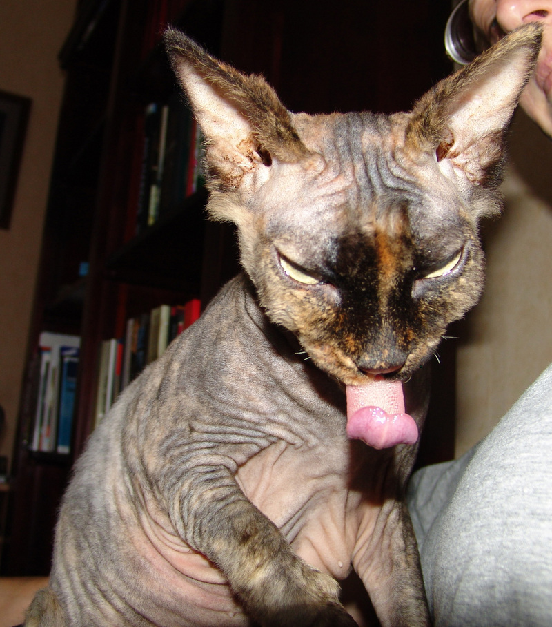Sphinx or Hairless Cat; DISPLAY FULL IMAGE.