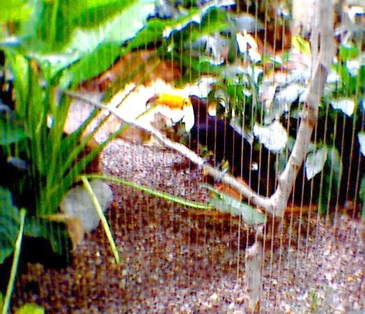 TOCO TOUCAN; Image ONLY