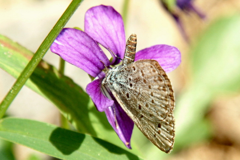 Pseudozizeeria maha (Pale Grass Blue Butterfly) {!--남방부전나비-->; DISPLAY FULL IMAGE.