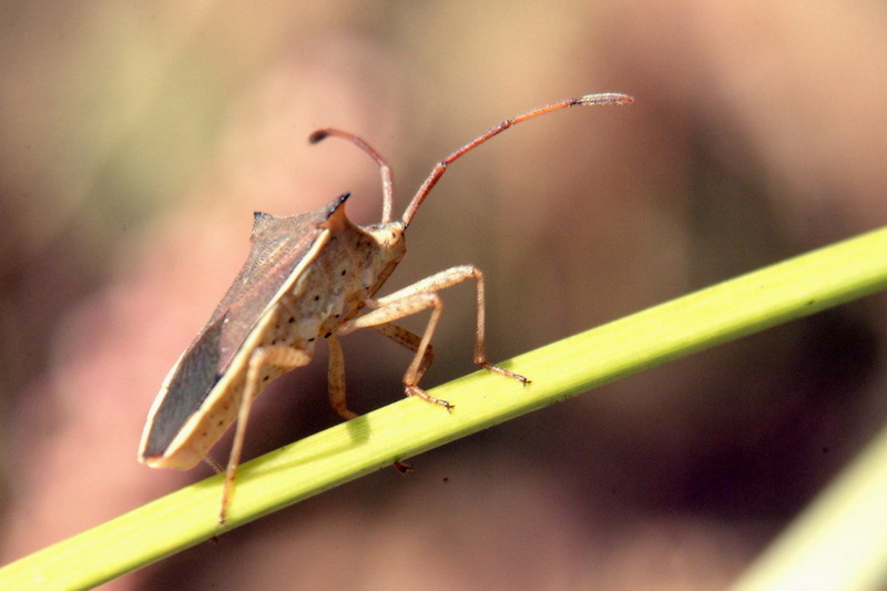 Cletus punctiger (Squash bug) {!--시골가시허리노린재-->; DISPLAY FULL IMAGE.