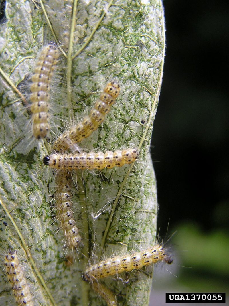 Fall Webworm Moth caterpillars (Hyphantria cunea) {!--미국흰불나방/흰불나방 애벌레-->; DISPLAY FULL IMAGE.
