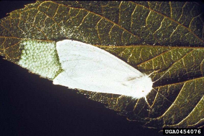 Fall Webworm Moth (Hyphantria cunea) laying eggs {!--미국흰불나방/흰불나방-->; DISPLAY FULL IMAGE.