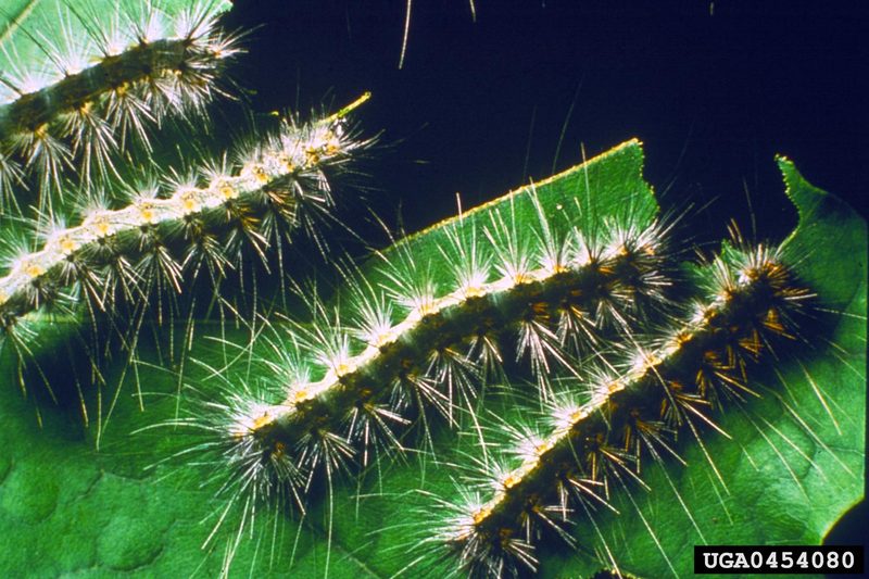 Fall Webworm Moth caterpillars (Hyphantria cunea) {!--미국흰불나방/흰불나방 애벌레-->; DISPLAY FULL IMAGE.