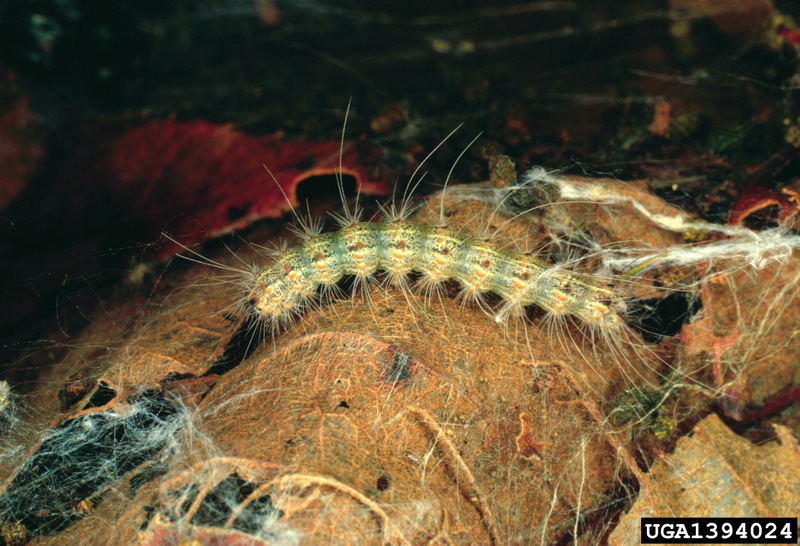Fall Webworm Moth caterpillar (Hyphantria cunea) {!--미국흰불나방/흰불나방 애벌레-->; DISPLAY FULL IMAGE.