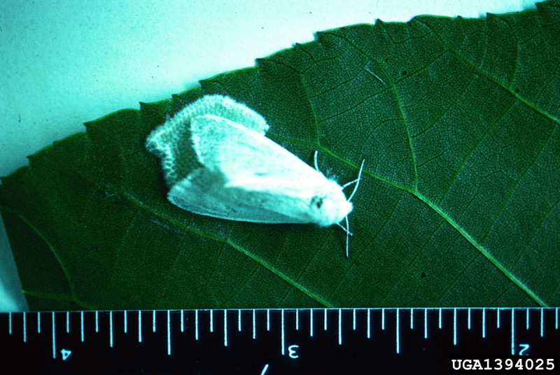 Fall Webworm Moth (Hyphantria cunea) {!--미국흰불나방/흰불나방-->; DISPLAY FULL IMAGE.