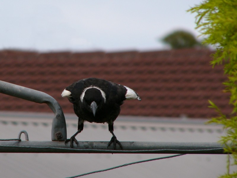 magpie baby 1 (Australian Magpie); DISPLAY FULL IMAGE.
