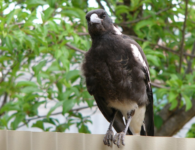 magpie baby 3 (Australian Magpie); DISPLAY FULL IMAGE.