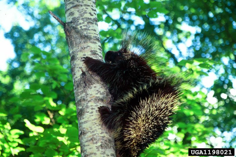 North American Porcupine (Erethizon dorsatum) {!--캐나다호저-->; DISPLAY FULL IMAGE.