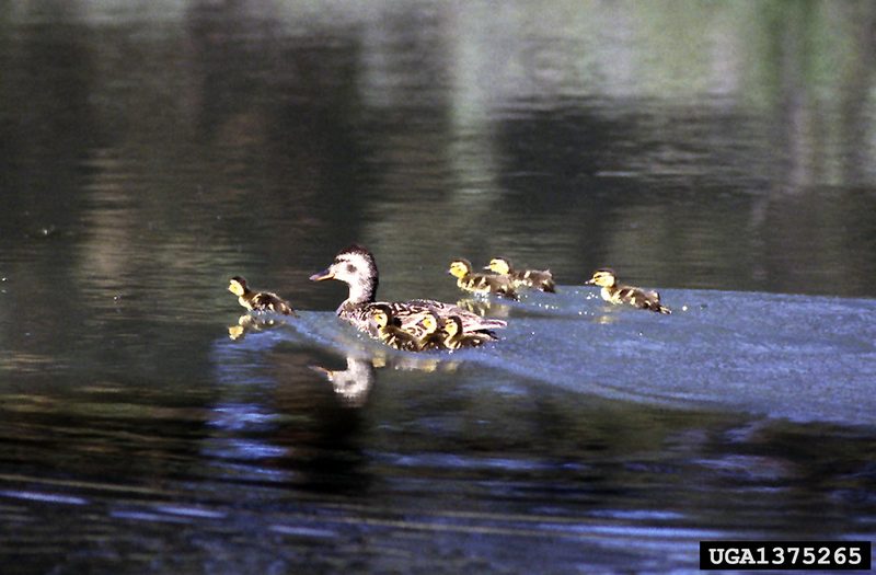 Mallard Ducklings (Anas platyrhynchos) {!--청둥오리-->; DISPLAY FULL IMAGE.