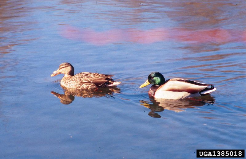 Mallard Ducks (Anas platyrhynchos) {!--청둥오리-->; DISPLAY FULL IMAGE.