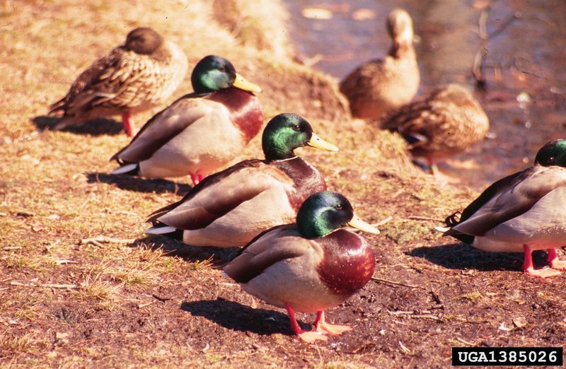 Mallard Ducks (Anas platyrhynchos) {!--청둥오리-->; DISPLAY FULL IMAGE.