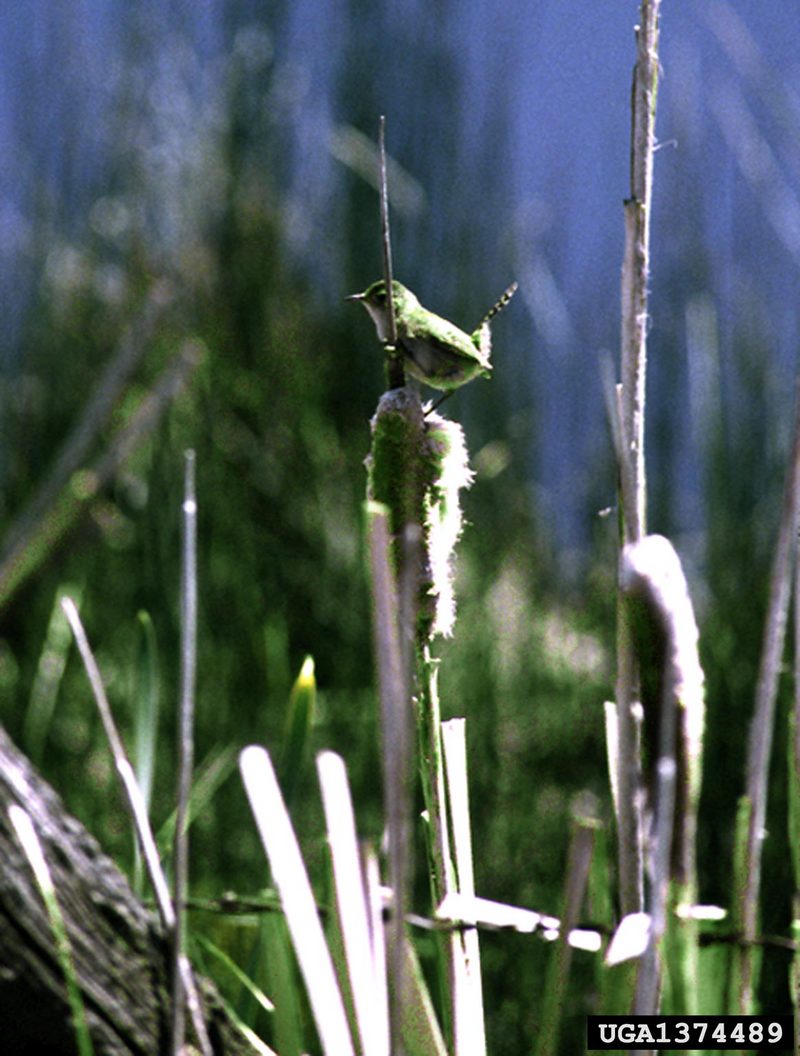 Marsh Wren (Cistothorus palustris) {!--늪굴뚝새-->; DISPLAY FULL IMAGE.
