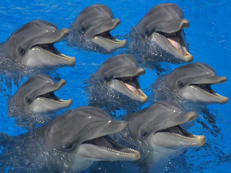 Bottlenose Dolphins; DISPLAY FULL IMAGE.